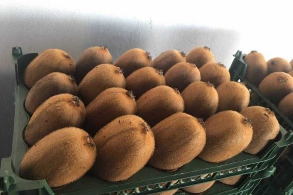 تصویر 4 از راهنمای خرید کیوی صادراتی بسته بندی + قیمت عالی